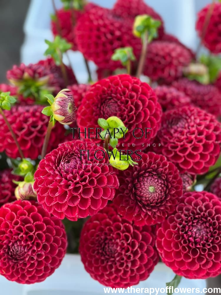 Dahlia Cornel | Top Cut Flower Variety therapyofflowers.com