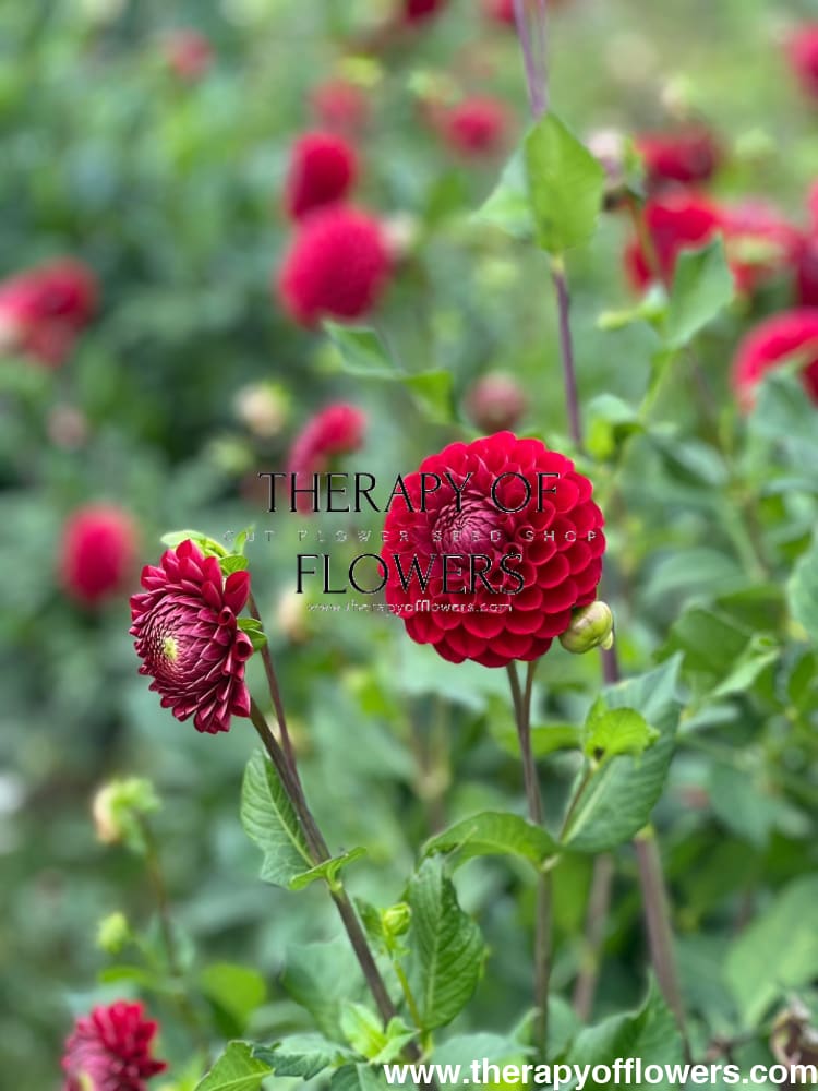Dahlia Cornel | Top Cut Flower Variety therapyofflowers.com