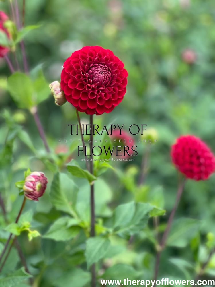 Dahlia Cornel | Top Cut Flower Variety therapyofflowers.com