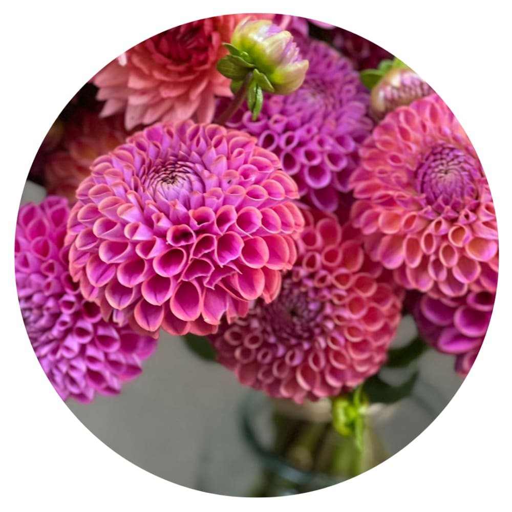 Dahlia Isabel | For Cut flowers and Bouquets therapyofflowers.com