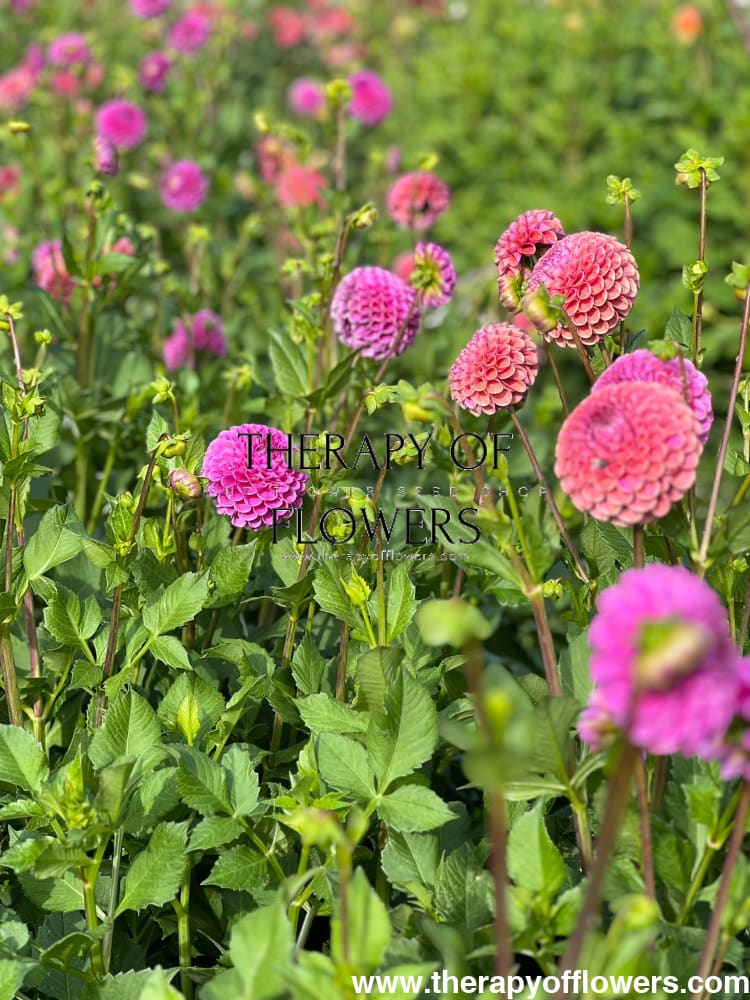 Dahlia Isabel | For Cut flowers and Bouquets therapyofflowers.com