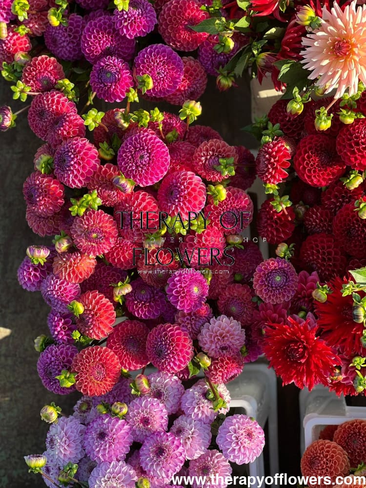 Dahlia Isabel | For Cut flowers and Bouquets therapyofflowers.com