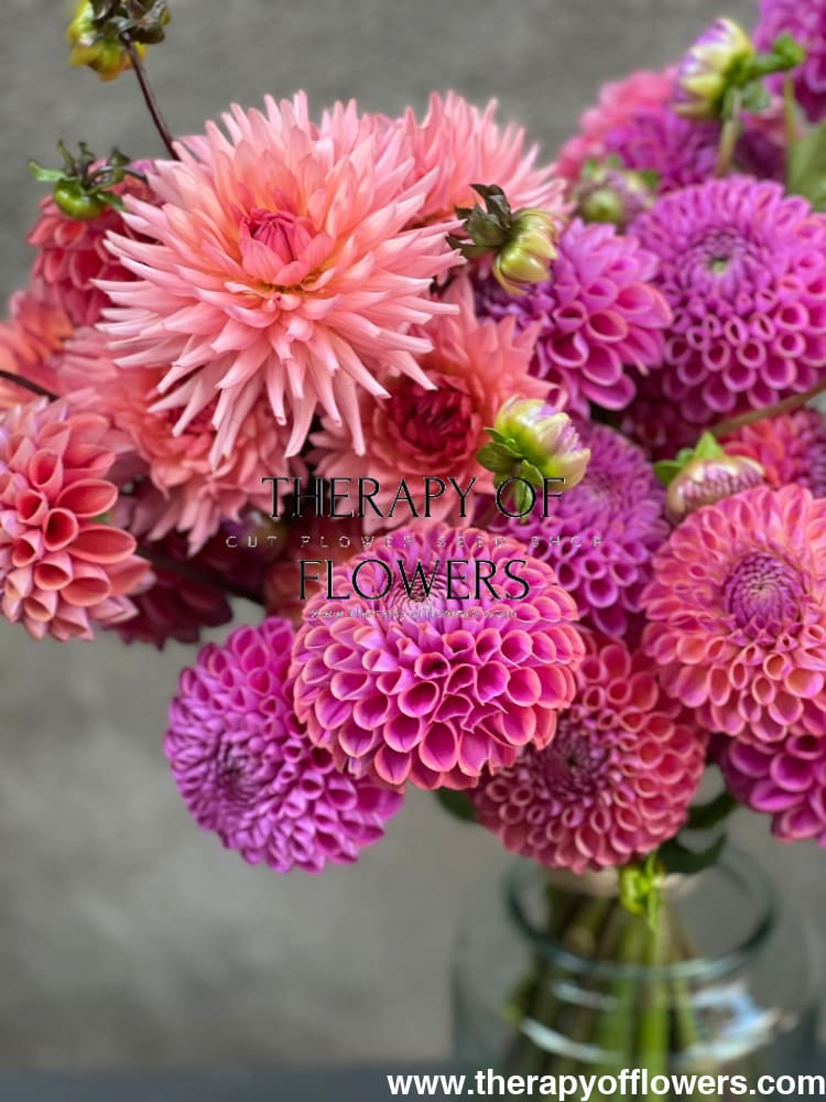 Dahlia Isabel | For Cut flowers and Bouquets therapyofflowers.com