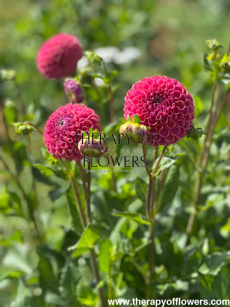 Dahlia Isabel | For Cut flowers and Bouquets therapyofflowers.com