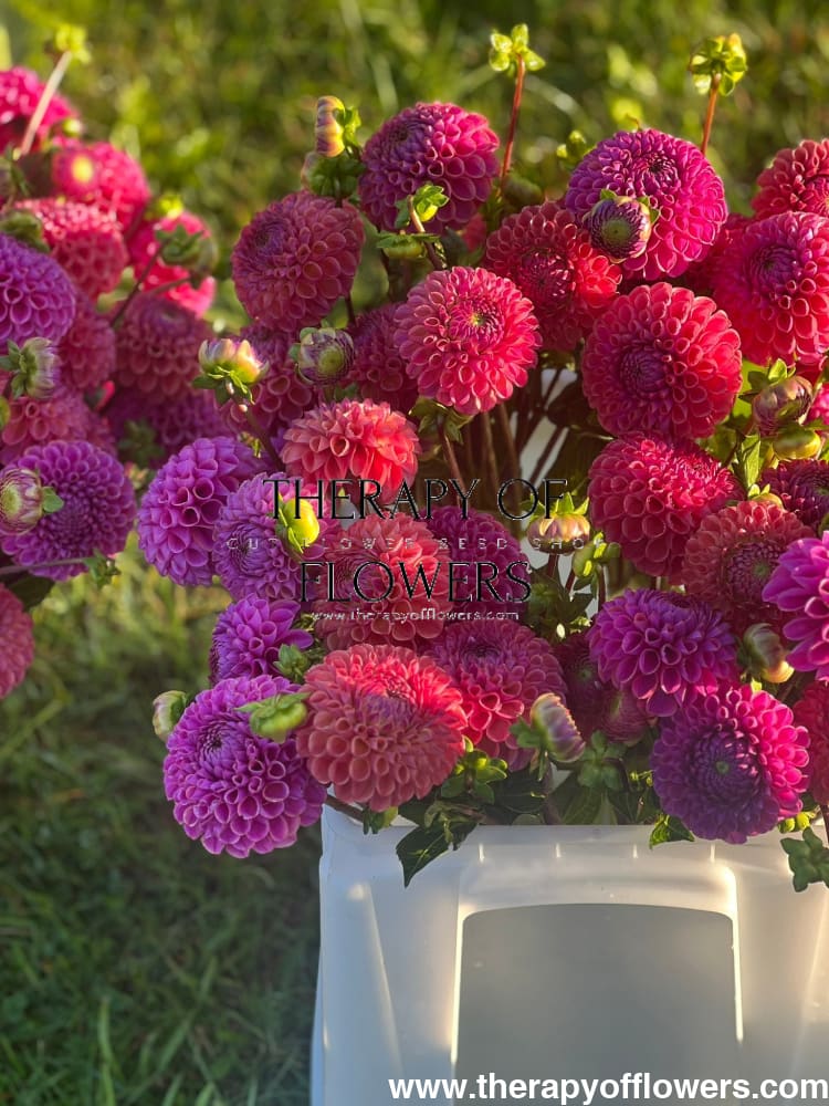 Dahlia Isabel | For Cut flowers and Bouquets therapyofflowers.com
