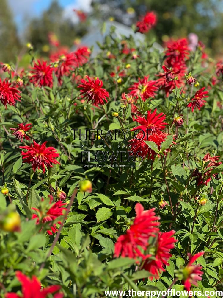 Dahlia Kikerigū | Cut Flower Dahlia therapyofflowers.com
