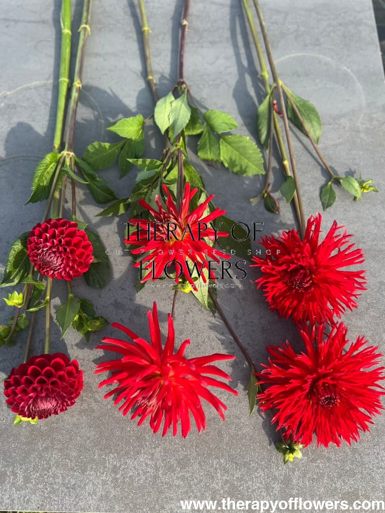 Dahlia Cornel | Top Cut Flower Variety therapyofflowers.com