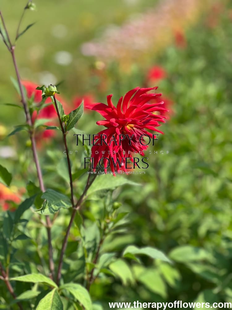 Dahlia Kikerigū | Cut Flower Dahlia therapyofflowers.com