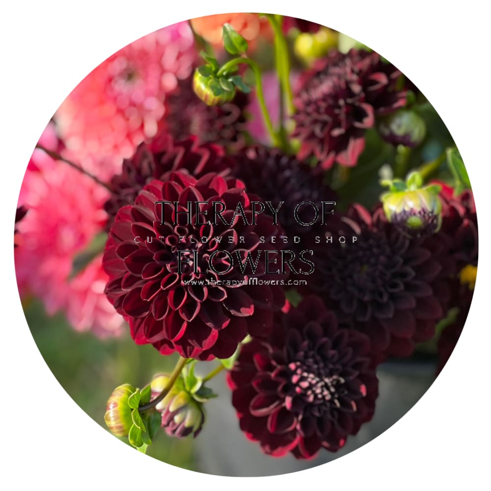 Dahlia LA Recoleta | Perfect for cut flowers therapyofflowers.com