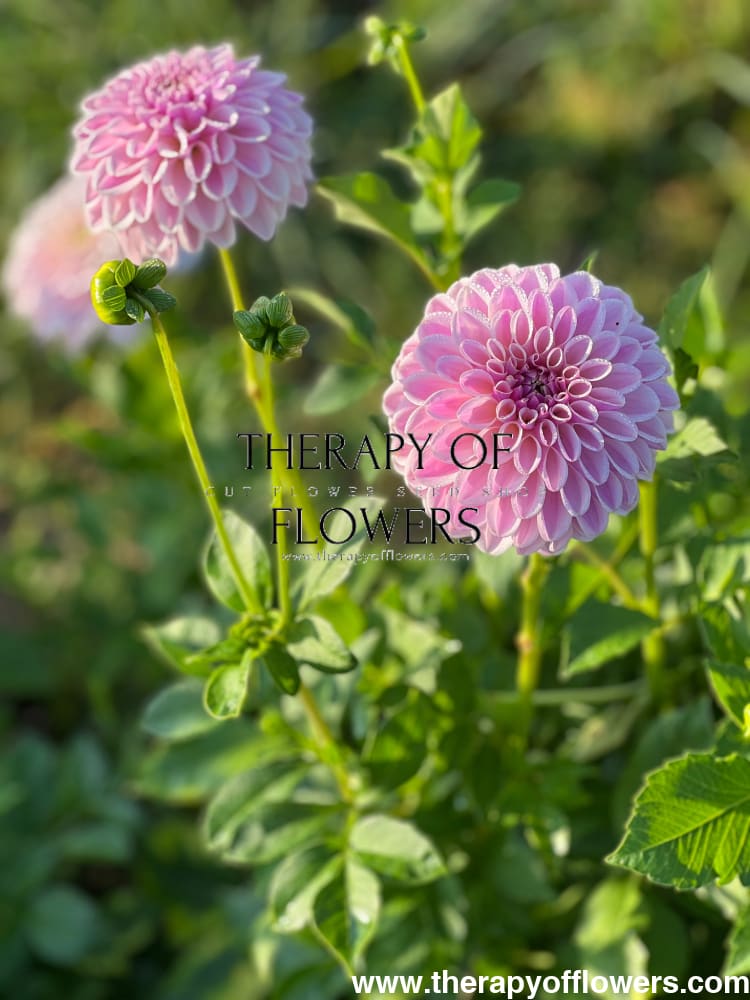 Dahlia Pink Silk therapyofflowers.com