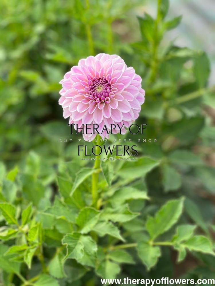 Dahlia Pink Silk therapyofflowers.com
