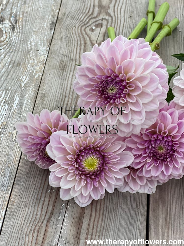 Dahlia Pink Silk therapyofflowers.com
