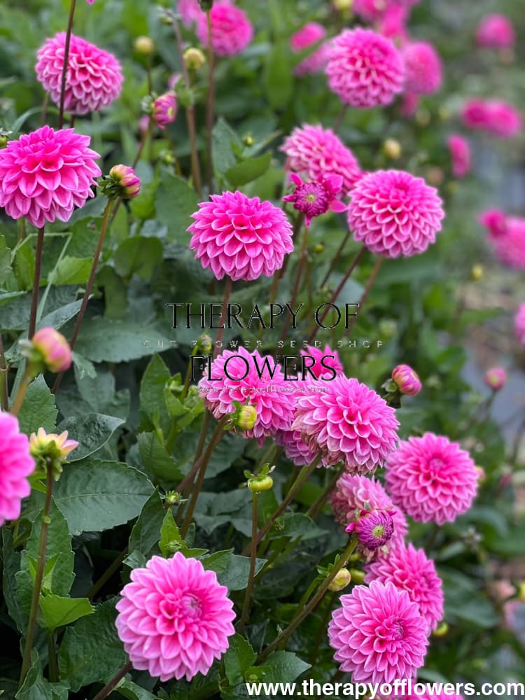 Dahlia Pink Sylvia | Cutflower dahlia therapyofflowers.com