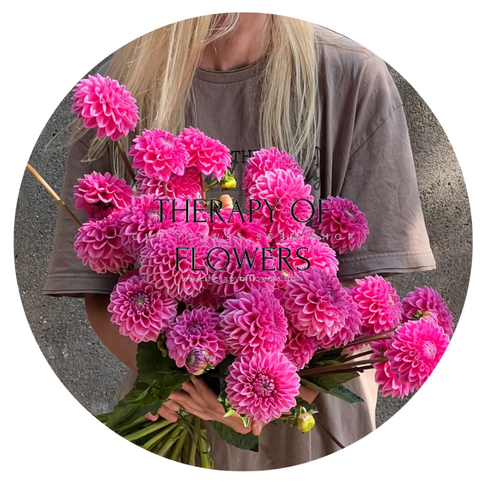 Dahlia Pink Sylvia | Cutflower dahlia therapyofflowers.com