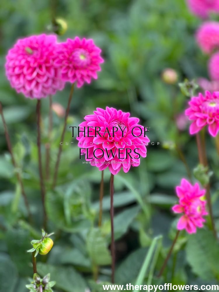 Dahlia Pink Sylvia | Cutflower dahlia therapyofflowers.com