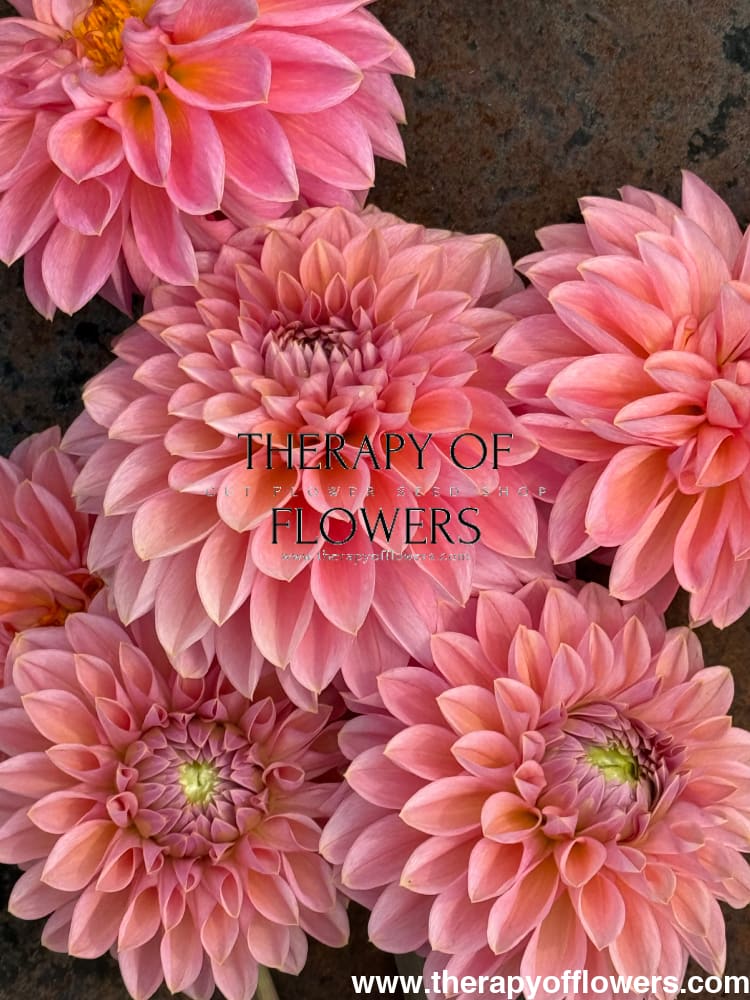 Dahlia Roza Pantera | Excellent for cut flowers therapyofflowers.com