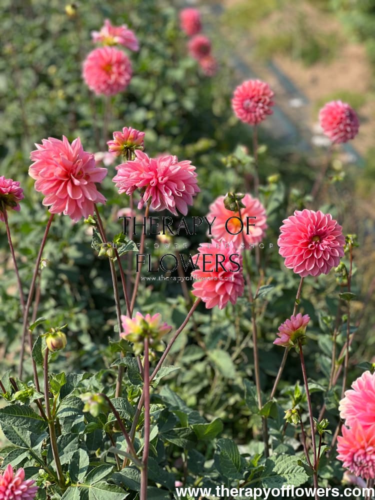 Dahlia Roza Pantera therapyofflowers.com