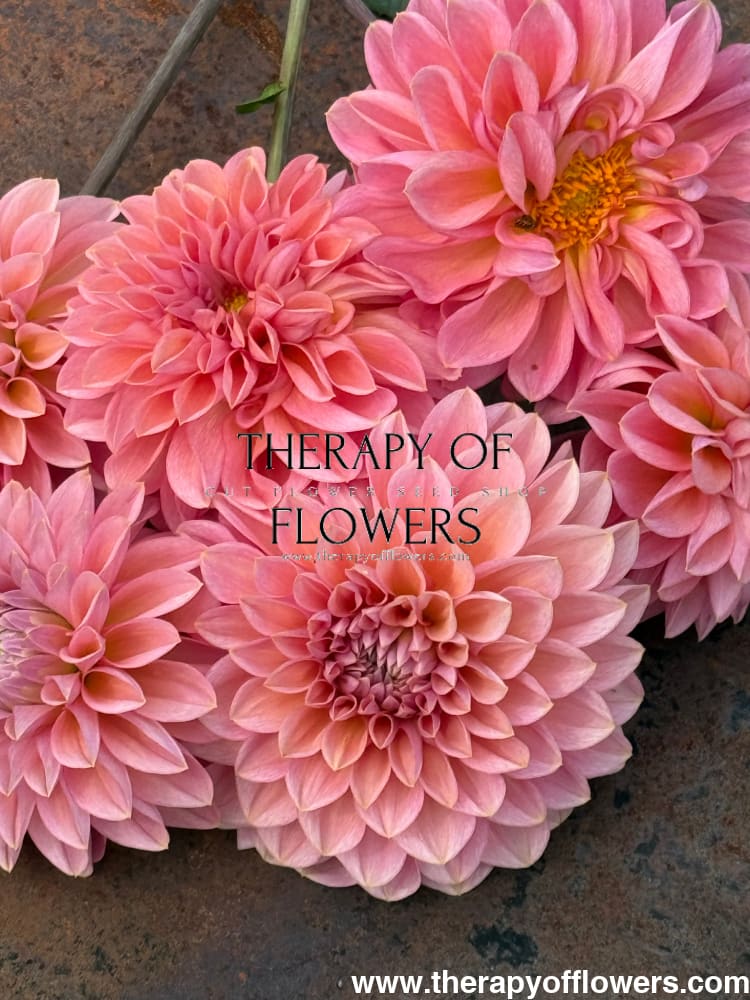 Dahlia Roza Pantera | Excellent for cut flowers therapyofflowers.com
