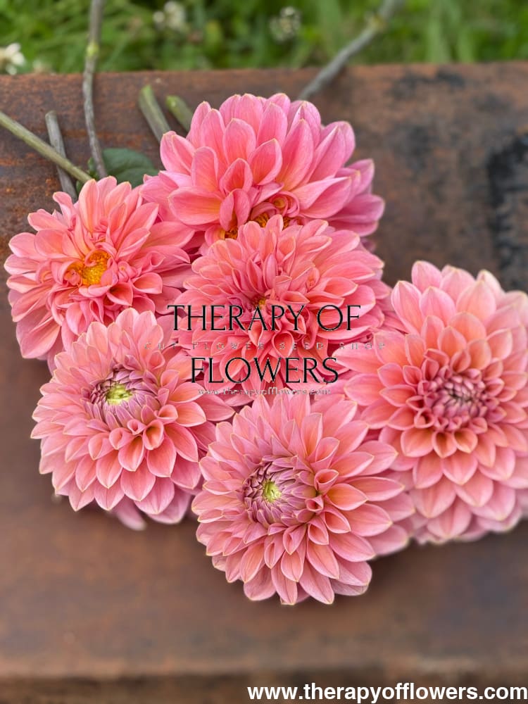 Dahlia Roza Pantera | Excellent for cut flowers therapyofflowers.com
