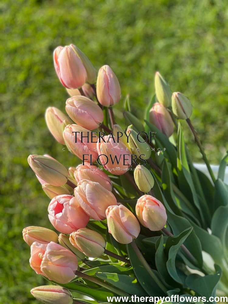 Darwin Hybrid Tulip Salmon Impression therapyofflowers.com