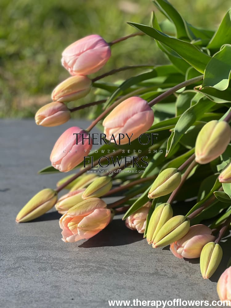 Darwin Hybrid Tulip Salmon Impression therapyofflowers.com