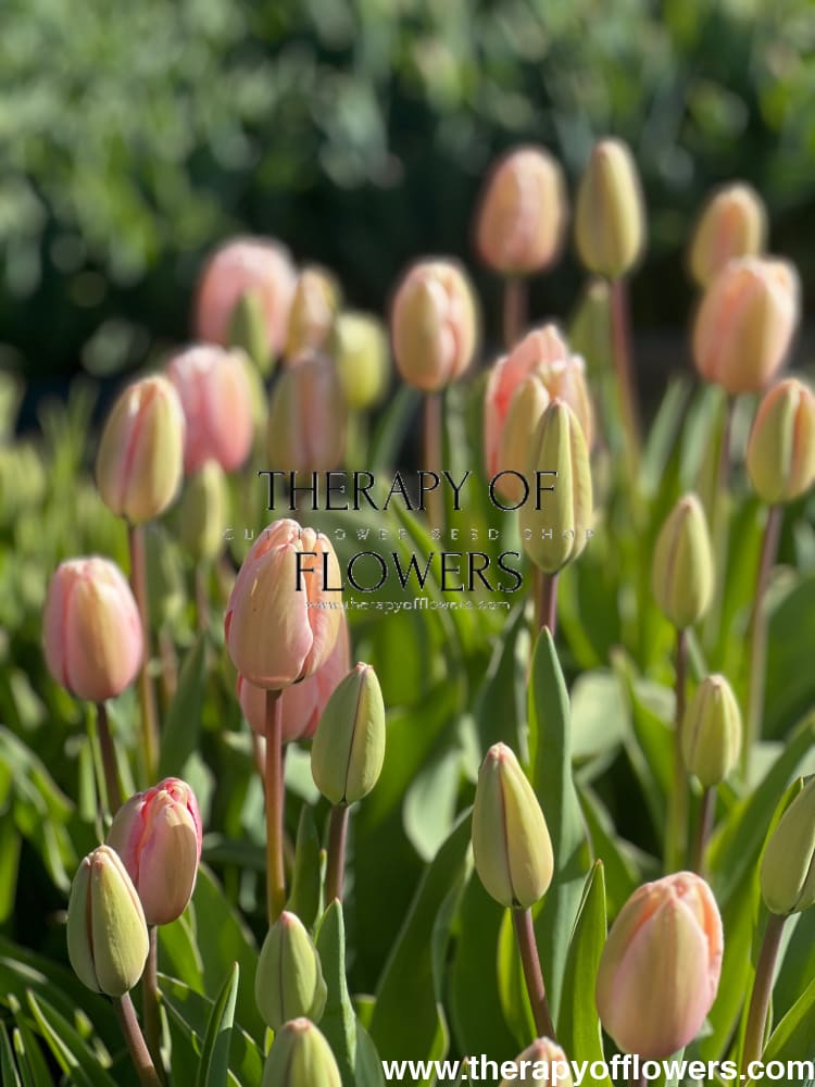 Darwin Hybrid Tulip Salmon Impression therapyofflowers.com