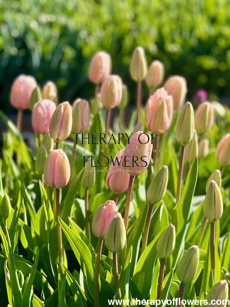 Darwin Hybrid Tulip Salmon Impression therapyofflowers.com