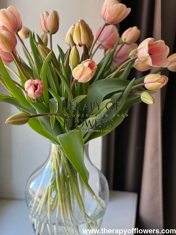 Darwin Hybrid Tulip Salmon Impression therapyofflowers.com