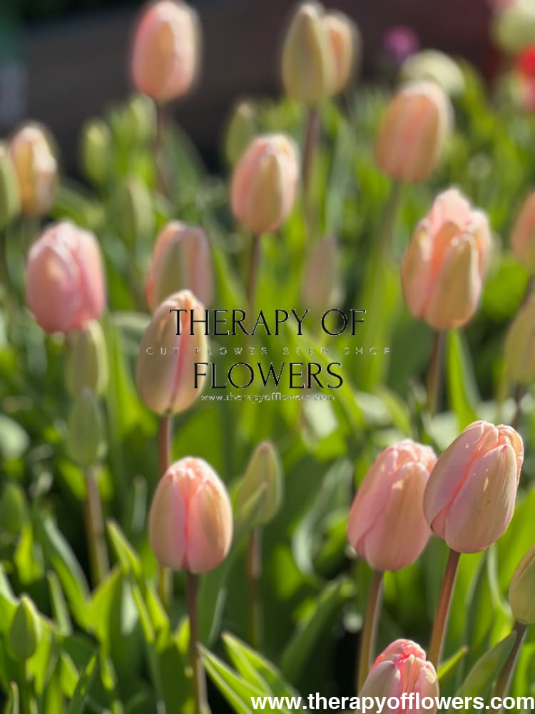 Darwin Hybrid Tulip Salmon Impression therapyofflowers.com