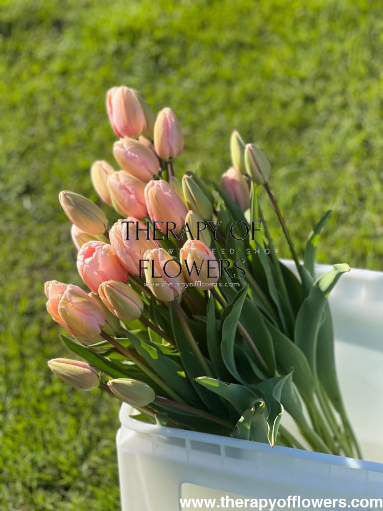 Darwin Hybrid Tulip Salmon Impression therapyofflowers.com