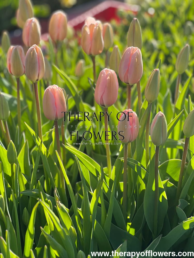 Darwin Hybrid Tulip Salmon Impression therapyofflowers.com