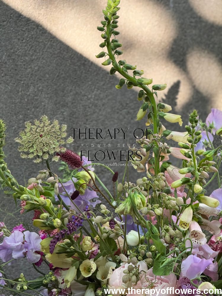 Daucus carota Dara | Wild carrot therapyofflowers.com