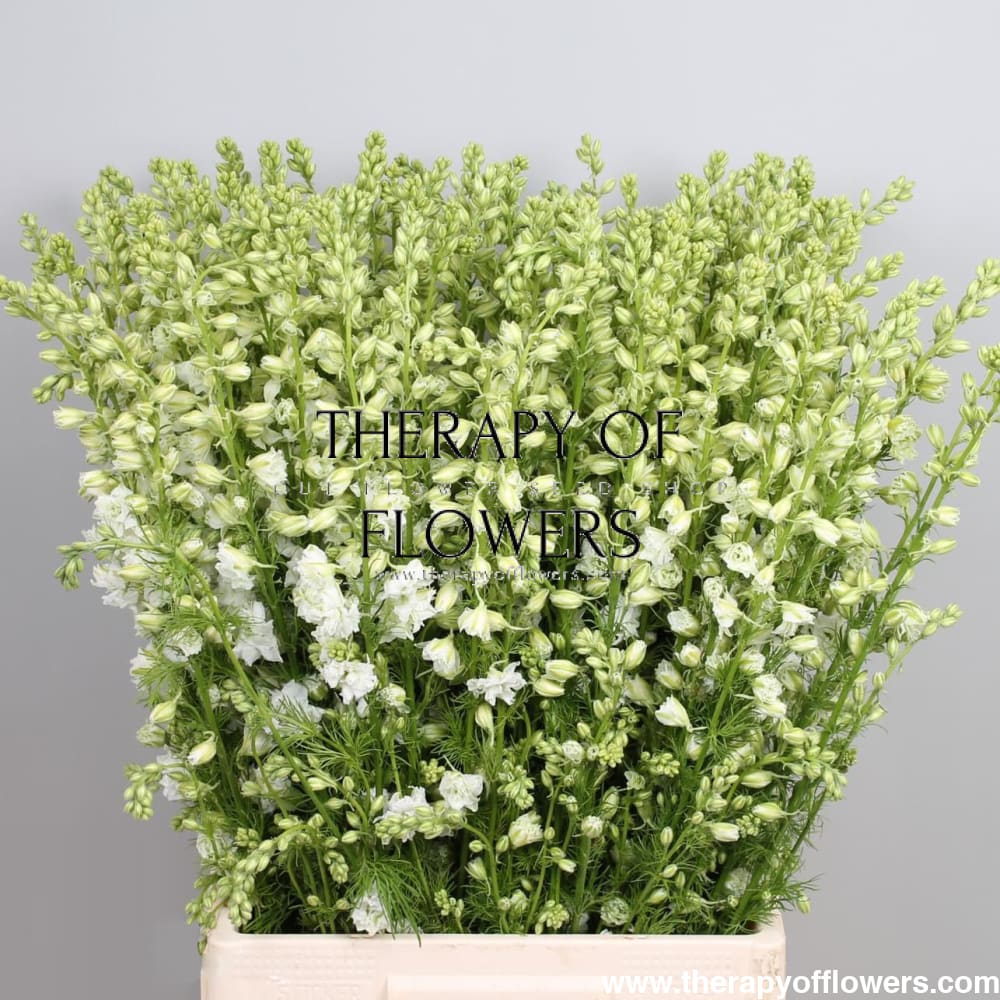 Delphinium consolida EVA White | Larkspur therapyofflowers.com