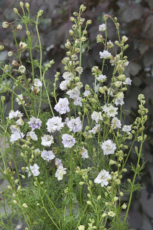 Delphinium consolida Fancy Smokey Eyes | Larkspur therapyofflowers.com