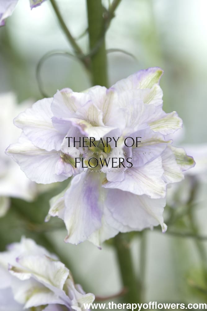 Delphinium consolida Fancy Smokey Eyes | Larkspur therapyofflowers.com