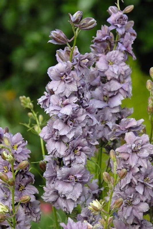 Delphinium consolida Misty Lavander | Larkspur therapyofflowers.com
