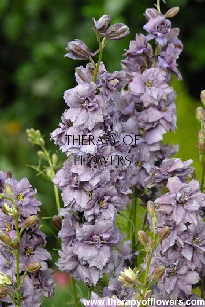 Delphinium consolida Misty Lavander | Larkspur therapyofflowers.com