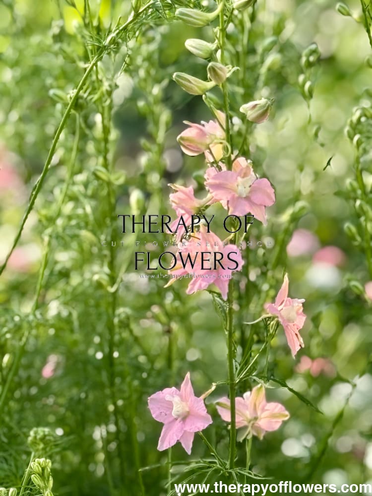 Delphinium consolida QIS® Light Pink | Larkspur therapyofflowers.com