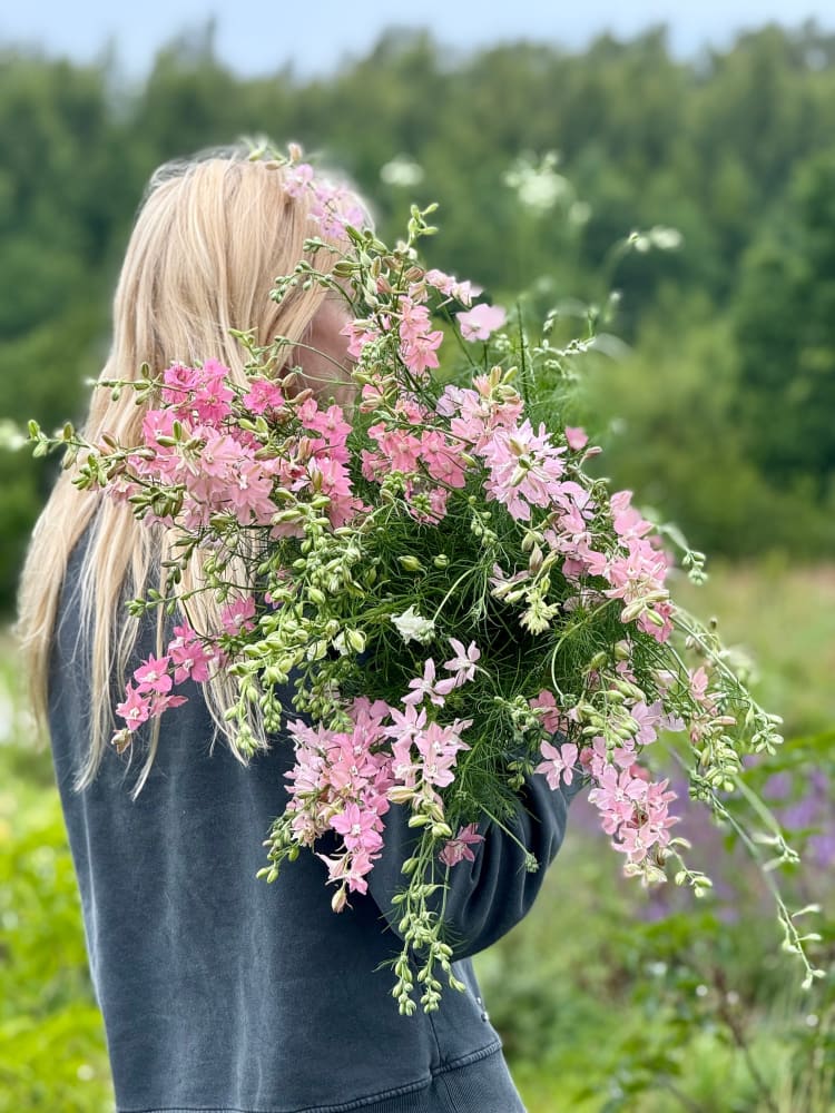 Delphinium consolida QIS® Light Pink | Larkspur therapyofflowers.com