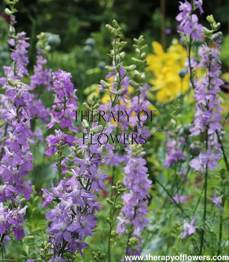 Delphinium consolida QIS® Lilac | Larkspur - 40 seeds - Seeds