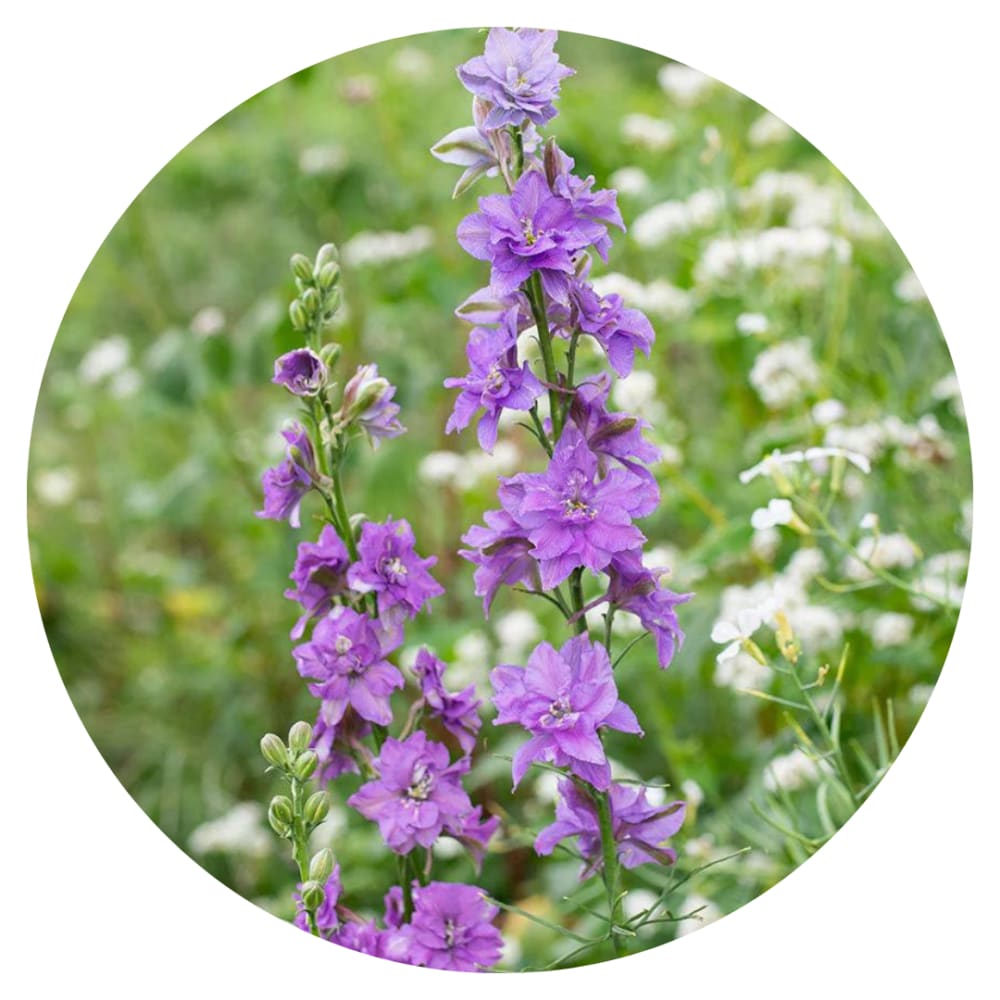 Delphinium consolida QIS® Lilac | Larkspur therapyofflowers.com