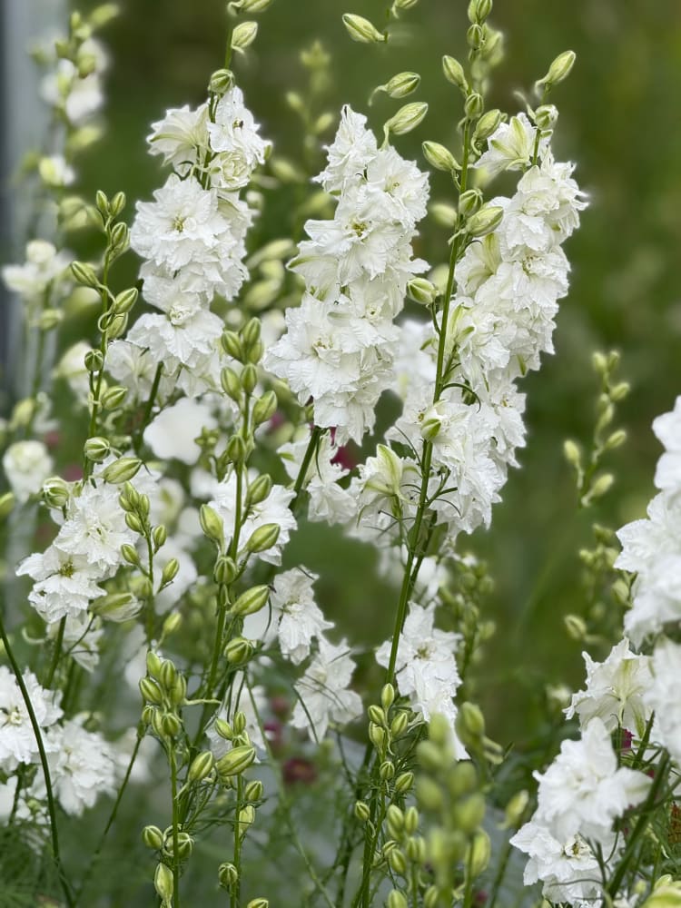 Delphinium consolida QIS® White | Larkspur therapyofflowers.com