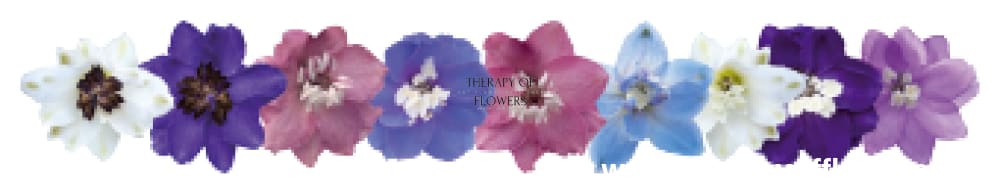 Delphinium elatum Magic Fountains Mix | Delphinium | Excellent as Cut Flower therapyofflowers.com