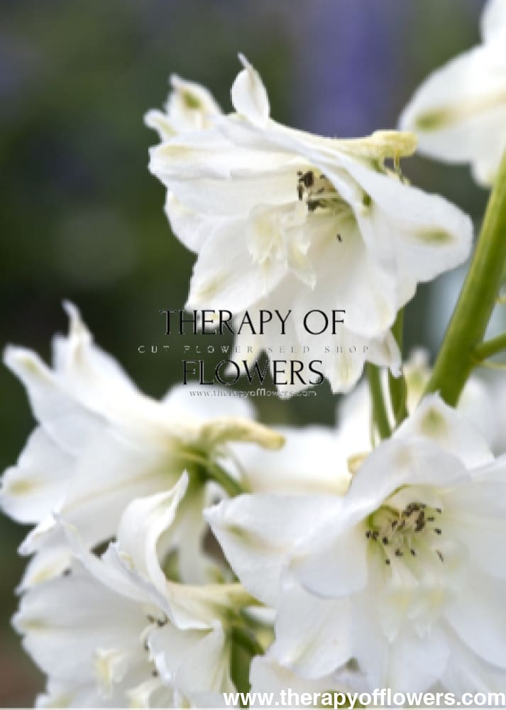 Delphinium elatum Magic Fountains Pure White | Delphinium | Excellent as Cut Flower therapyofflowers.com