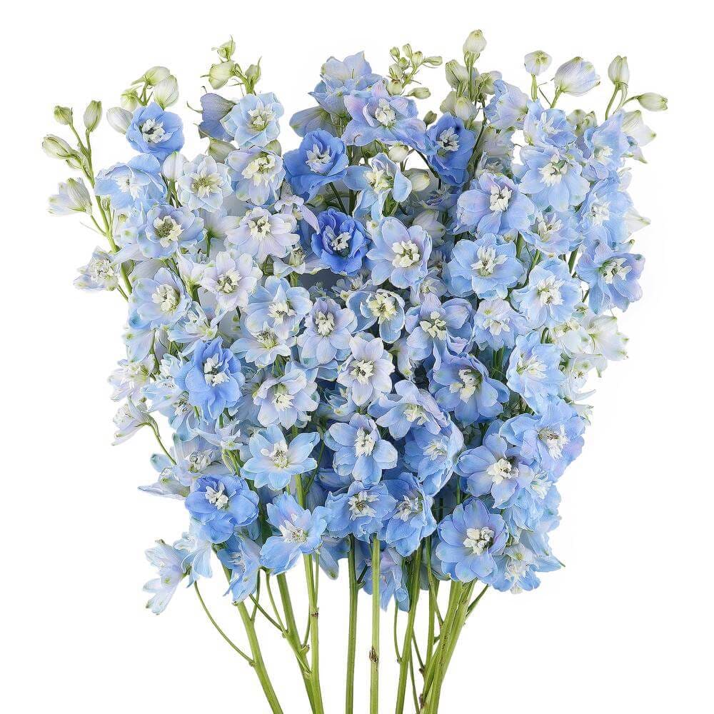 Delphinium hybrida Benary's Pacific Summer Skies | Candle Delphinium therapyofflowers.com