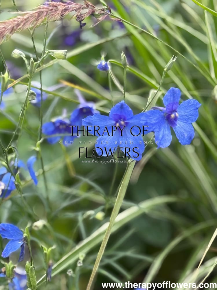Delphinium x belladonna Blue Shadow® | Candle larkspur therapyofflowers.com