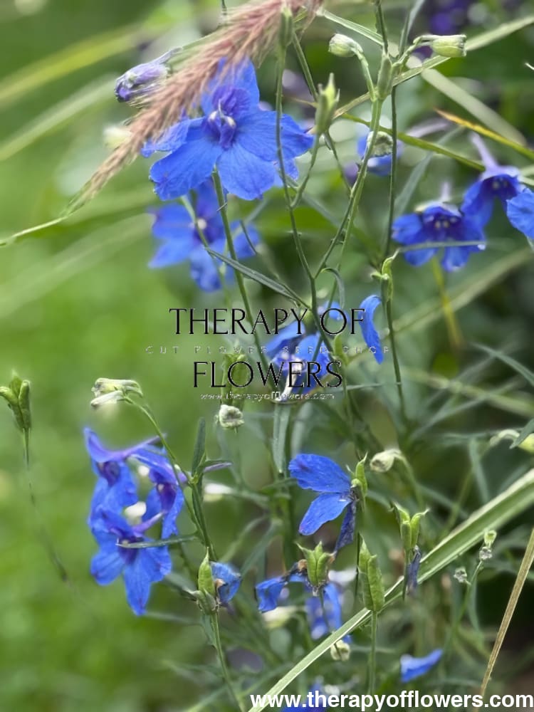 Delphinium x belladonna Blue Shadow® | Candle larkspur therapyofflowers.com