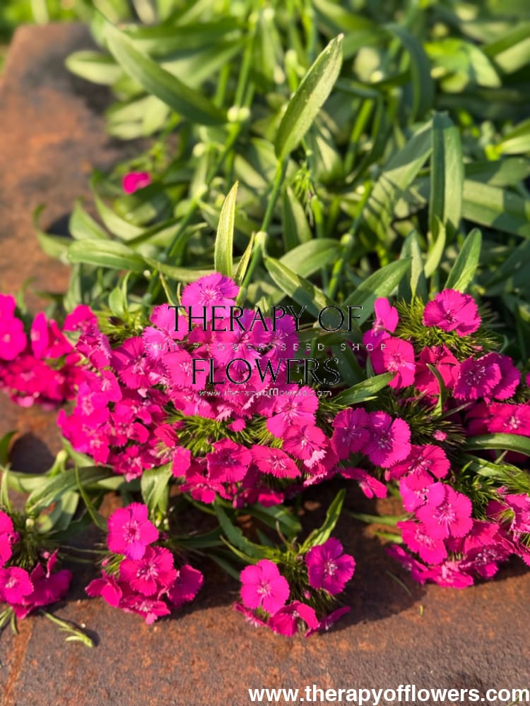 Dianthus barbatus Sweet™ Neon Purple F1 | Sweet William | Pelleted therapyofflowers.com