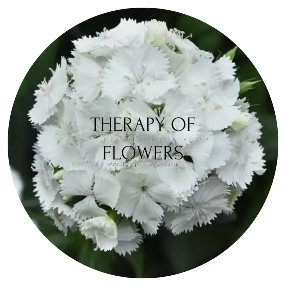Dianthus barbatus Sweet White.