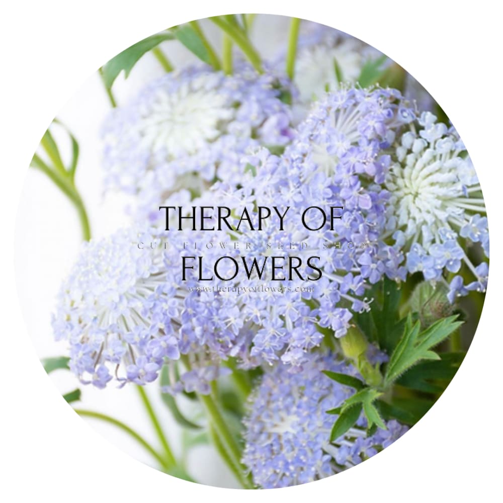 Didiscus caeruleus Lace Blue | Lace Flower - 50 seeds / 50 cm - seeds